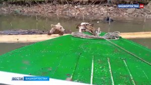 Спасение жителем Башкортостана уставшего медвежонка на Юмагузинском водохранилище попало на видео