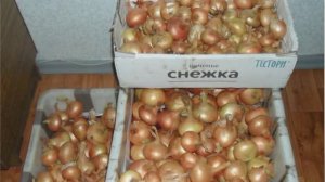 Советы по выращиванию лука