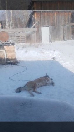 Помер бобик