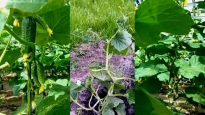 Я в Шоке! Даже дохлая высаженная рассада Огурцов ожива