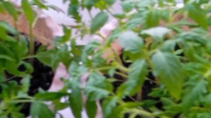 Ветер северный, умеренный до сильного