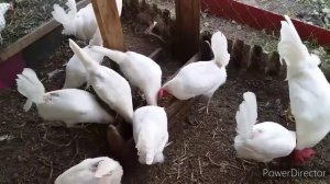 Держу только эту породу курей для яиц. Лучшая несушка которую встречал за все время