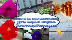 Погода не предсказуемая. Дома зацвели питуньи.Наготовила.Распаковка.
