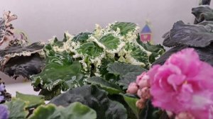 Обзор цветущих фиалок за 29.04.