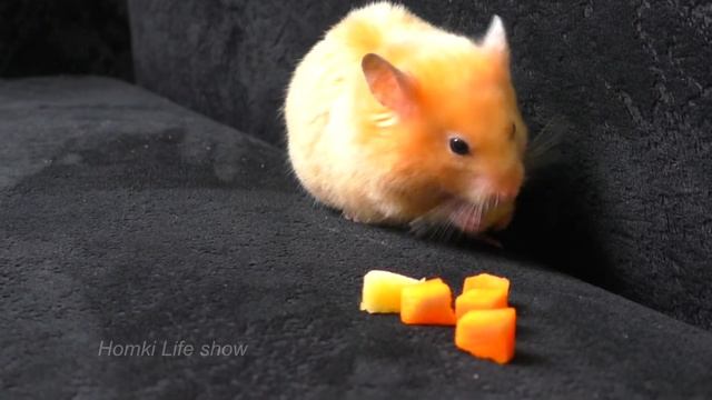 Вкусняшки для Хомяка Бобби. Видео с Хомяками Funny Hamster