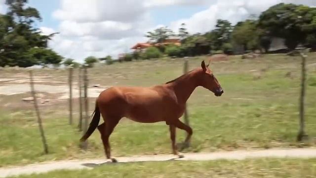 35 Maraba Nalu do Colibri 50� смотреть онлайн