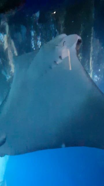 莫斯科vdnh水族馆 океанариум в москве на вднх the aquarium in Moscow at VDNH 1