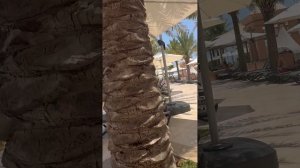 RIXOS MARINA ABU DHABI HOTEL ОБЗОР| Абу Даби гостиница| тур фирмасиз мустакил