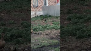 Голоса самок белолобого гуся!