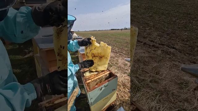 Язык !!! пчеловодство пчёлы воск язык весна 2024