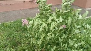 Кто любит хорошие песни для вас *А над рекой калина*