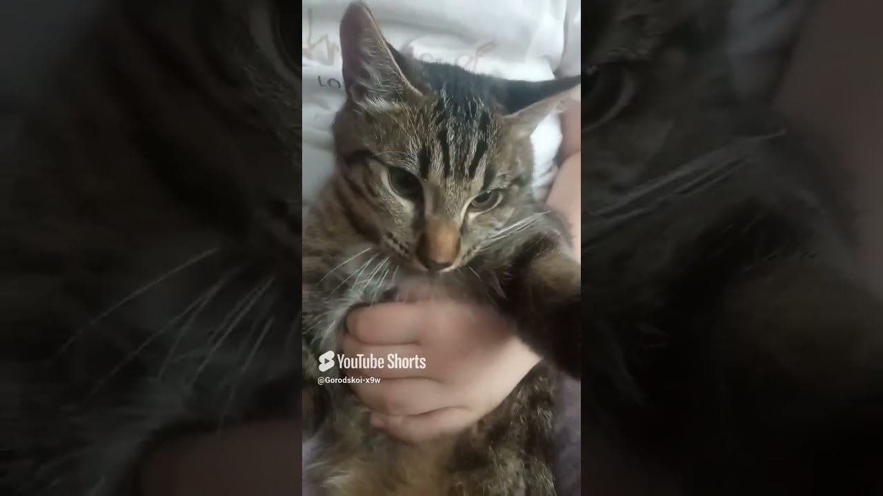 барс смотреть онлайн