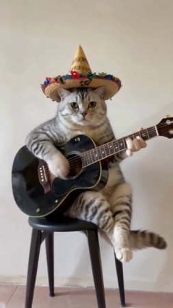 Кот музыкант