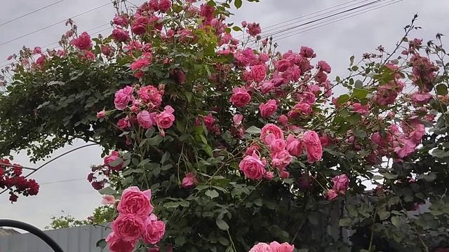 Правый розарий после урагана. 26.05.24.г. смотреть онлайн