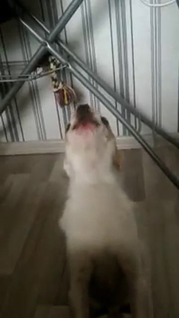 Чихуахуа воет смотреть онлайн