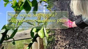 Последствия заморозка. Снова опрыскиваю розы и  огородничаю / Vlog Дача как есть
