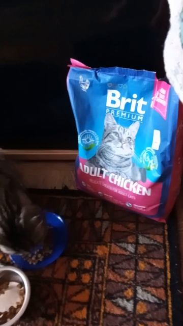 Проба корма Brit