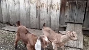 Маленькие козлята