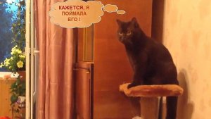 Помогите поймать мой толстый хвост!