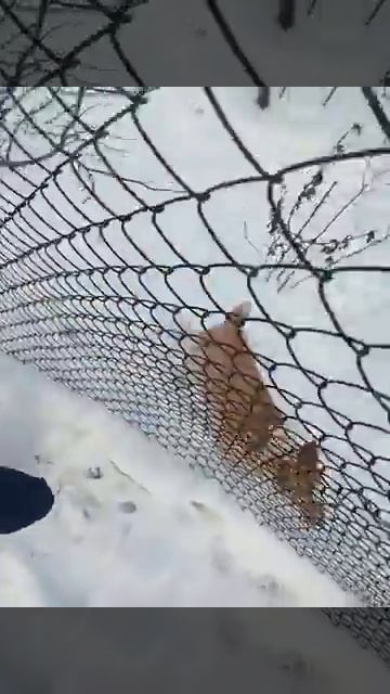 Пес первый раз видит снег/Dog sees snow for the first time смотреть онлайн