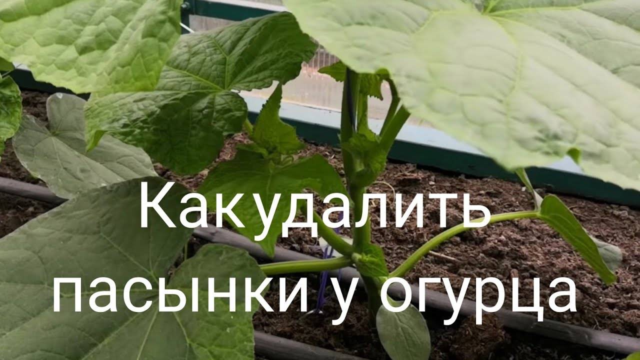 Как удалить пасынки у огурца: супер шпаргалка для начинающих и опытных дачников