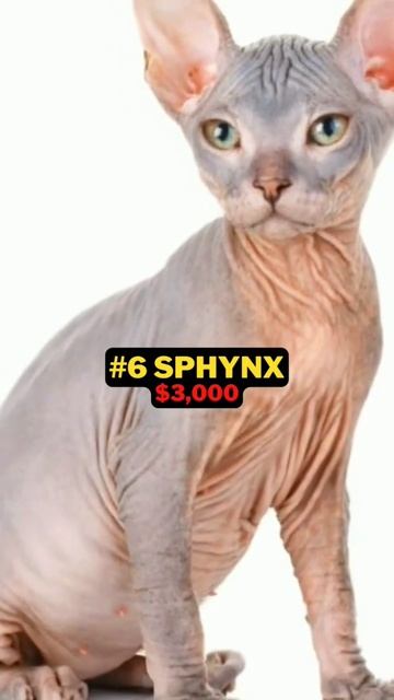 Top 10 Most Expensive Cat Breed 2023 #viral #shortsvideo #shorts #ytshorts смотреть онлайн