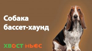 Бассет-хаунд