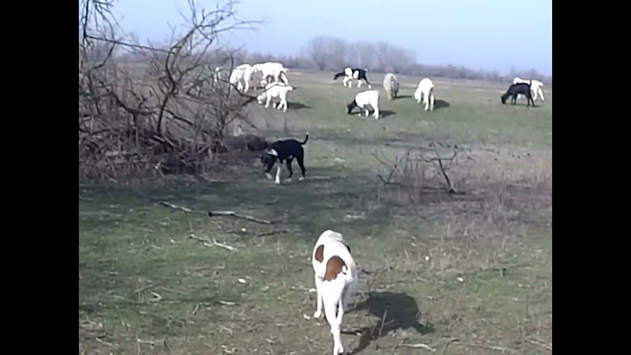 16.03.2025 ЧТО ДЕЛАТЬ? : ЛПХ В ОПАСНОСТИ смотреть онлайн