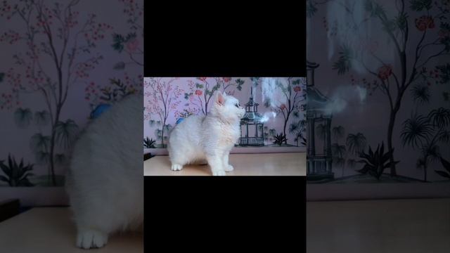 lv_0_20250429201536.mp4