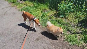 Прохладное солнечное утро. Гуляем с Лео | Передержка собак Ростов