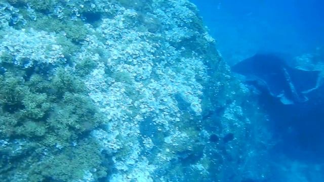 Stingray (Taeniura grabata) - Mala, Lanzarote смотреть онлайн