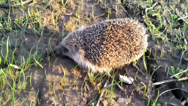 Про ежа смотреть онлайн