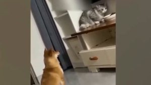 Самые смешные подборки с котами и с собаками