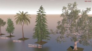Tree Size Comparison | 3D🌴