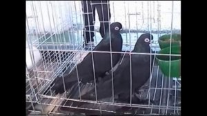 Выставка   голубей  в  Казахстане