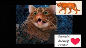 Коти-Вояки у реальному житті / Коты-Воители в реальной жизни / Wariors Сats in real life