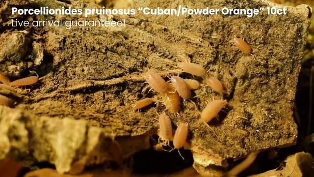 Powder Orange "Porcelliomides pruinosus" | Isopod spotlight смотреть онлайн