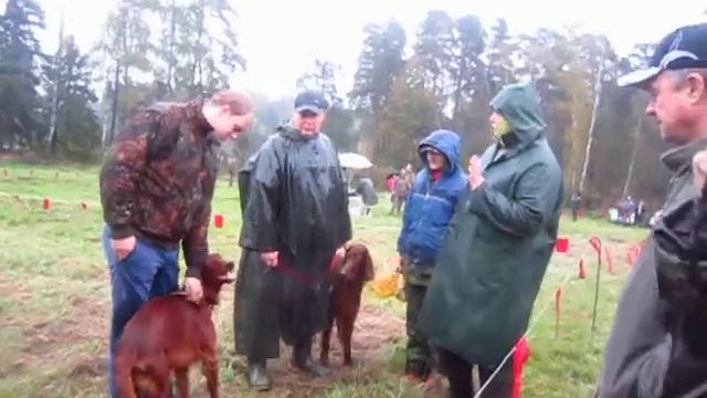 Пушкинская выставка охотничьих собак 2013. Ирландские сеттеры5