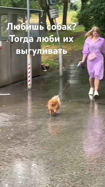 Собачники поймут. У вас так же?) #дождь #таллинн #собака #шпиц смотреть онлайн