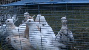 Ярмарка голубей г.Славянск-на-Кубани 19.09.2021г 3часть