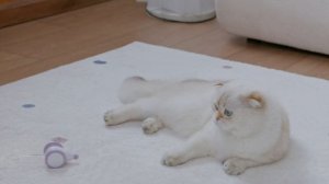 Pet Flat интерактивная игрушка Magic Mouse