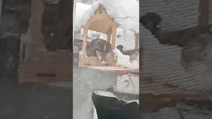 Голод не тётка.
