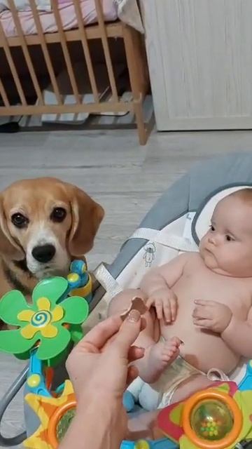 Ох уж эти уши Бигля🐶 смотреть онлайн