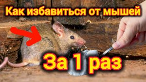 КАК ИЗБАВИТЬСЯ ОТ МЫШЕЙ ЗА 1 РАЗ И НАВСЕГДА? ПРОСТОЙ ЛАЙФХАК.