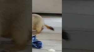 Сурок Тоша узнает мир