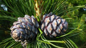 Сибирский кедр рекордсмен. Адаптация сибирского кедра к Кубанскому климату.