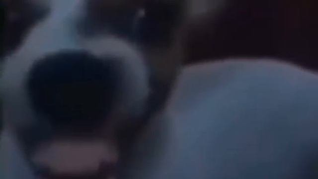 собака смеётся