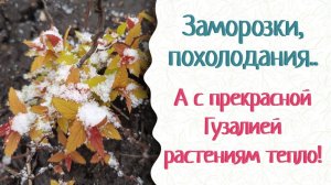 Розы, почему вы не любите морозы? Прекрасная Гузалия спасает розы.