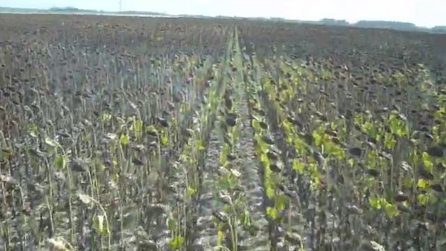 Жатки сплошного среза для подсолнечника Maizco (Аргентина) смотреть онлайн