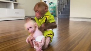 Обезьянка брошенка впервые увидела сестру БУКАШКУ малюсю Целует Гладит Кормит Прижимает ДОБРАЯ МИЛОТ